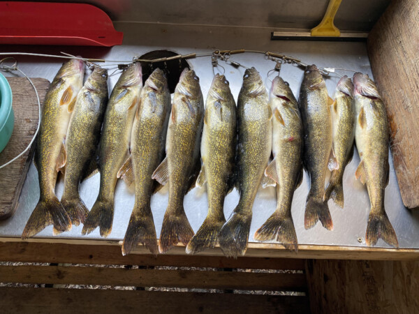 fish3 A whole bunch of fish caught at Woman Lake Lodge Canada