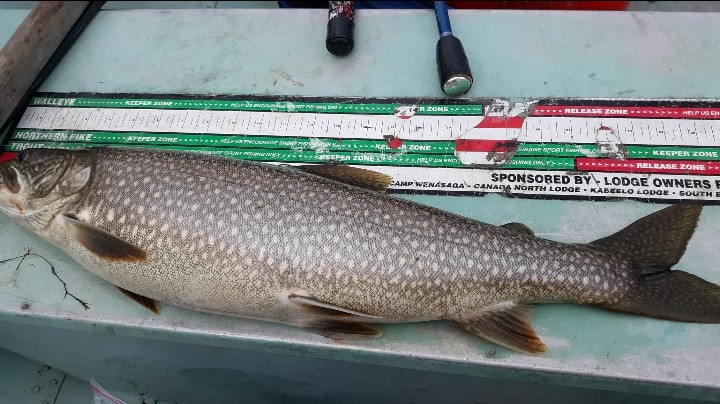 20230604-111815 A freshly caught fish at Woman Lake Lodge